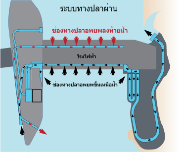 pla